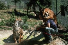 Львы и тигры 1
