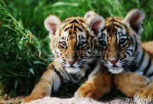 Львы и тигры 2